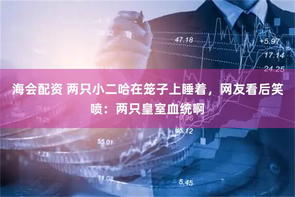海会配资 两只小二哈在笼子上睡着，网友看后笑喷：两只皇室血统啊